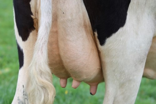 cow's udder